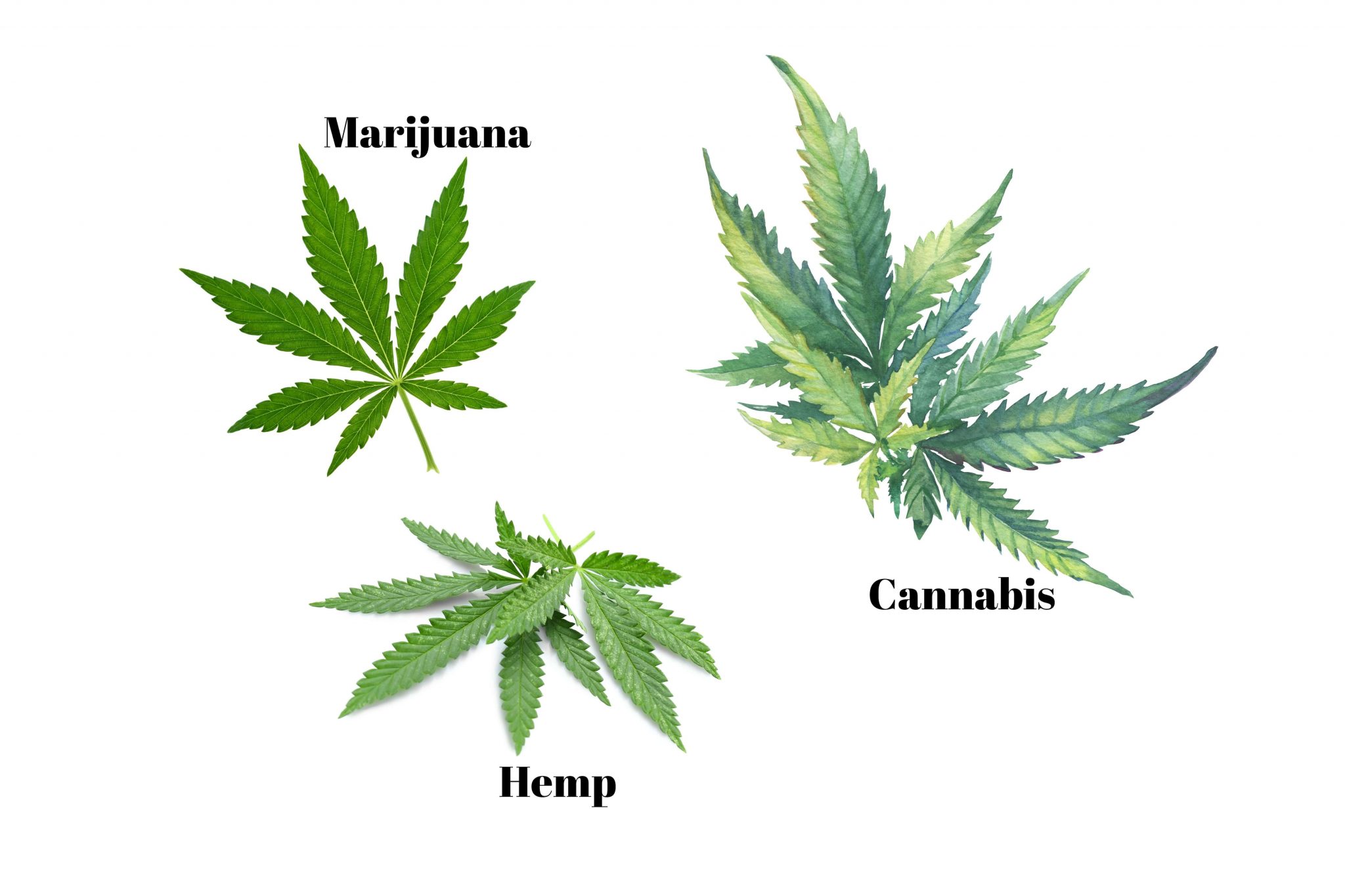 Legalization Of Marijuana And The Hemp